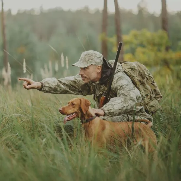 Guide Complet sur le Choix et l'Entraînement des Chiens de Chasse