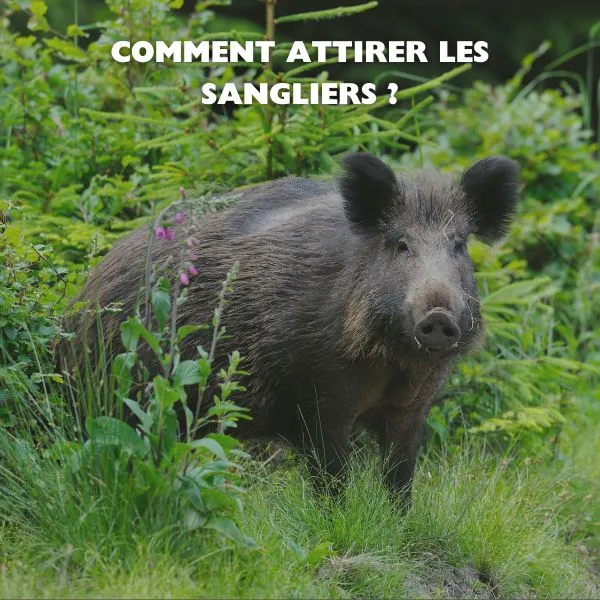 Comment attirer les sangliers ? Le guide de la chasse à l’affût