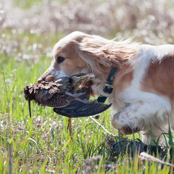 Saison de Chasse à la Bécasse : Quand et Comment Chasser ?
